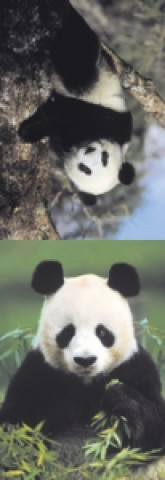MZ 879 Medvídek panda