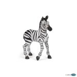 Zebra mládě