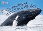 Journey of Humpback Whales
