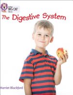 Digestive System