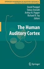 Human Auditory Cortex