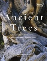 Ancient Trees