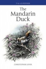 Mandarin Duck