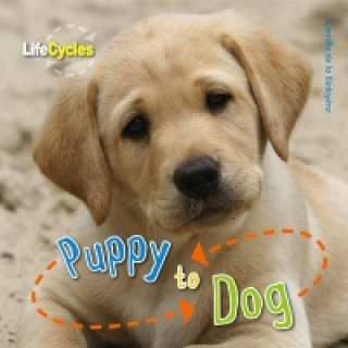 Life Cycles: Puppy to Dog