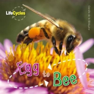 Life Cycles: Egg to Bee