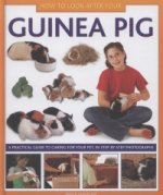How to Look After Your Guinea Pig