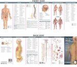 Anatomical Chart Company's Illustrated Pocket Anatomy: The Spinal Nerves & the Autonomic Nervous System Study Guide