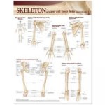 Lippincott Williams & Wilkins Atlas of Anatomy Skeletal System Chart: Upper and Lower Limbs