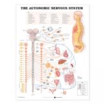 Autonomic Nervous System Anatomical Chart