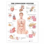 Endocrine System Anatomical Chart