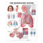 Respiratory System Anatomical Chart