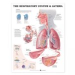 Respiratory System Anatomical Chart