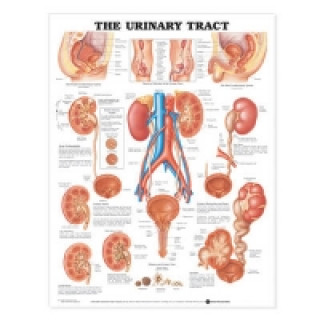 Urinary Tract Anatomical Chart