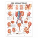 Urinary Tract Anatomical Chart