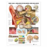 Ear: Organs of Hearing and Balance Anatomical Chart