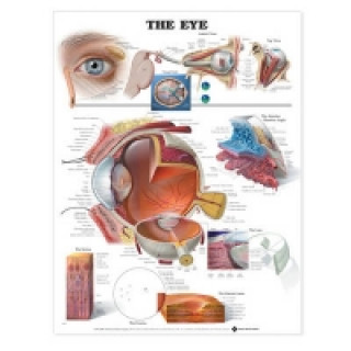 Eye Anatomical Chart