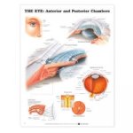 Eye: Anterior and Posterior Chambers