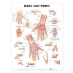 Hand and Wrist Anatomical Chart