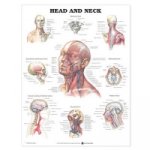 Head and Neck Anatomical Chart