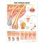 Human Hair Anatomical Chart
