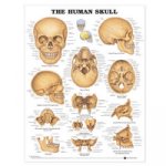 Human Skull Anatomical Chart