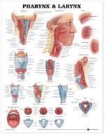 Pharynx and Larynx Anatomical Chart