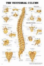 Vertebral Column Anatomical Chart