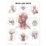 Head and Neck Anatomical Chart