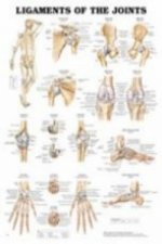 Ligaments of the Joints Anatomical Chart