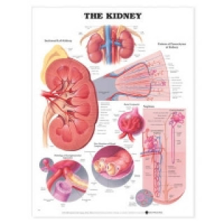 Kidney Anatomical Chart