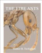 Fire Ants