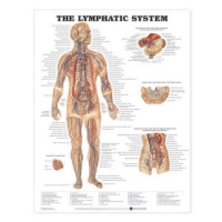 Lymphatic System Anatomical Chart