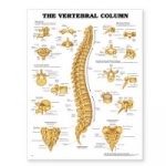 Vertebral Column Anatomical Chart