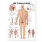 Spinal Nerves Anatomical Chart