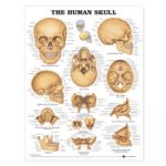 Human Skull Anatomical Chart