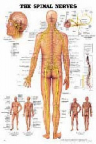 Spinal Nerves Anatomical Chart