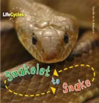 Life Cycles: Snakelet to Snake