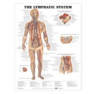 Lymphatic System Anatomical Chart