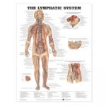 Lymphatic System Anatomical Chart