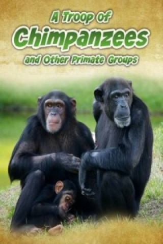 Troop of Chimpanzees