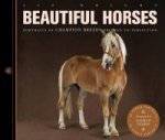 Beautiful Horses
