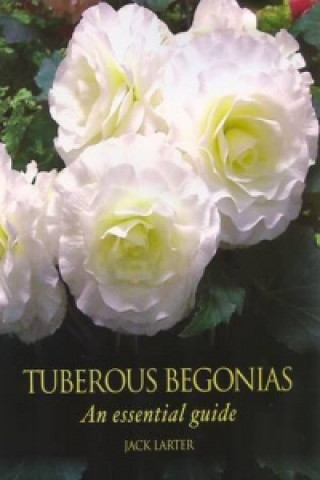 Tuberous Begonias