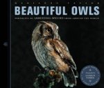 Beautiful Owls
