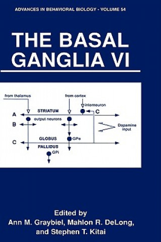 Basal Ganglia VI