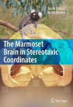 Marmoset Brain in Stereotaxic Coordinates