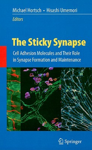 Sticky Synapse