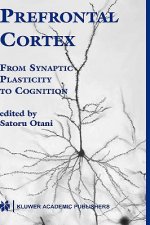 Prefrontal Cortex