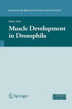 Muscle Development in Drosophilia