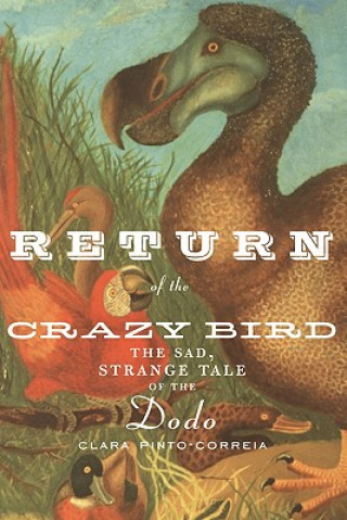Return of the Crazy Bird