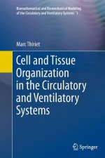 Cell and Tissue Organization in the Circulatory and Ventilatory Systems